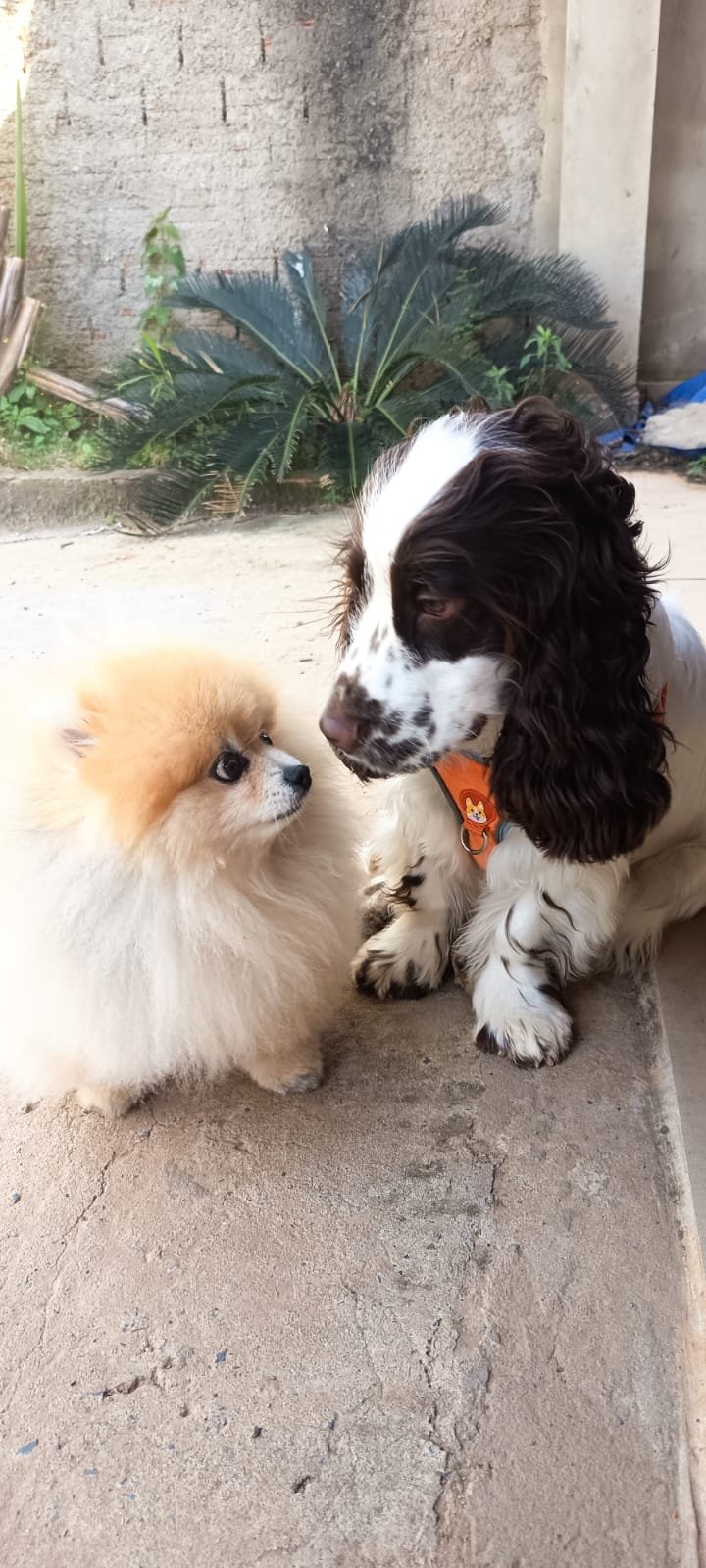 Pet hospedado na área verde