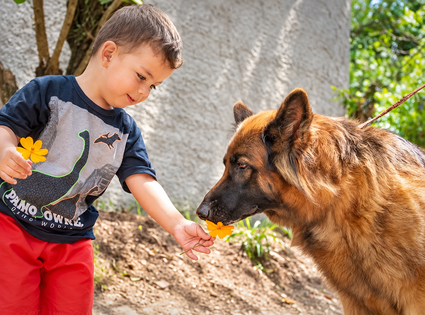 Pet hospedado no Hotel Pet Nobre